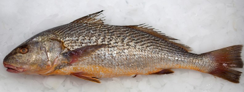 Yellow Croaker